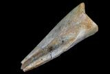 Struthiomimus Foot Claw - Aguja Formation, Texas #76746-2